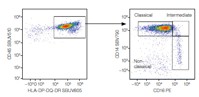 Fig. 6. CD45, HLA-DP-DQ-DR double-positive cells were further analyzed to identify classical, non-classical, and intermediate populations based on CD14 and CD16 expression.