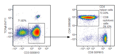 Fig. 8. Within the CD3-positive population, CD4 helper and CD8 cytotoxic cells could be identified. 