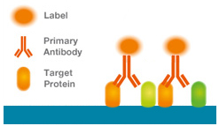 Fig 1. Fluorescently conjugated primary antibody bound to the target protein.