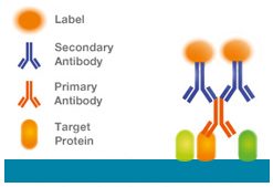 Fig 2. Multiple fluorescently conjugated secondary antibody bound to the primary antibody target protein complex.