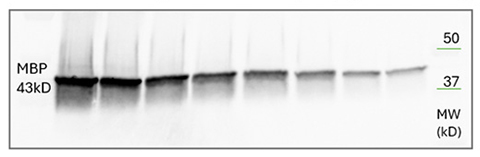 Fig 5. Western blot of Goat anti-Mouse IgG SBB700 Kit labeled secondary. 