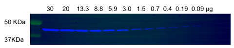 Fig 6. Western blot of Actin Beta detected using an anti-Mouse secondary antibody cross adsorbed against bovine, goat, human, rabbit and rat. 