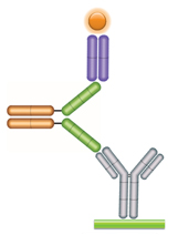 Schematic image of PK bridging ELISA measuring free drug