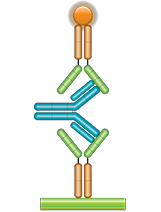 Schematic image of ADA bridging assay.