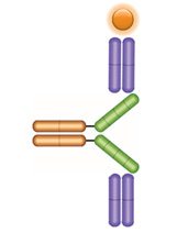Schematic image of PK bridging ELISA measuring free drug. 