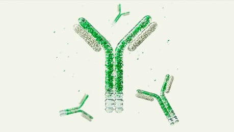 Custom Recombinant Monoclonal Antibody Generation Custom Recombinant Monoclonal Antibody Generation