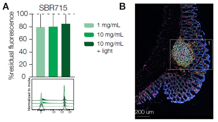 A. Iterative bleaching resistance using increased concentration of lithium borohydrate (LiBH4) and light of compensation beads stained with CD45SBR715. Beads were analyzed by flow cytometry. B. Staining of murine colon cryosections using 4 cycles of iterative staining. CD45RSBR715 was used in each cycle as a fiducial for sample alignment. Data courtesy of A Celant and G Rocca, Granucci Lab, UniMiB, Milan, Italy.