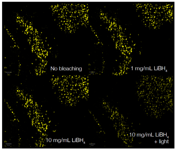 Fig. 2. StarBright Dyes are not sensitive to LiBH4 treatment. 
