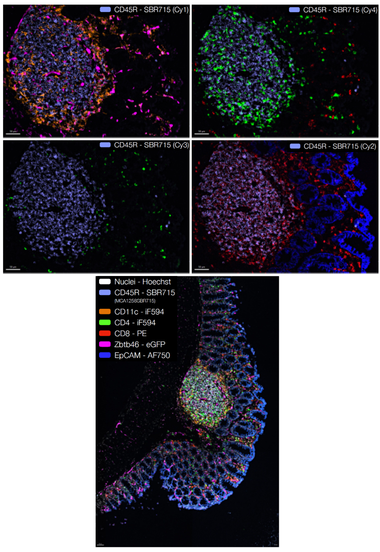 Fig. 4. StarBright Dyes are ideal as fiducial dyes in cyclic staining. 