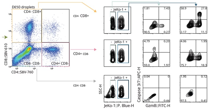Quantifying cytotoxic potential of CD4+ and CD8+ populations in CAR T cells.