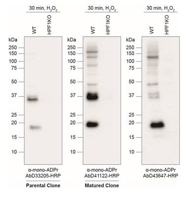 Fig. 1. Western blot analysis of cell extracts using Fab mono-ADP-ribose antibodies. 