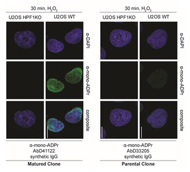 Fig. 2. Immunofluorescence detection of mono-ADP-ribose. 