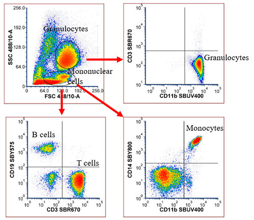 Fig. 2. T, B, and myeloid cell panel data. 