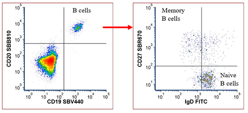 Fig. 7. Naïve and memory B cell panel data.