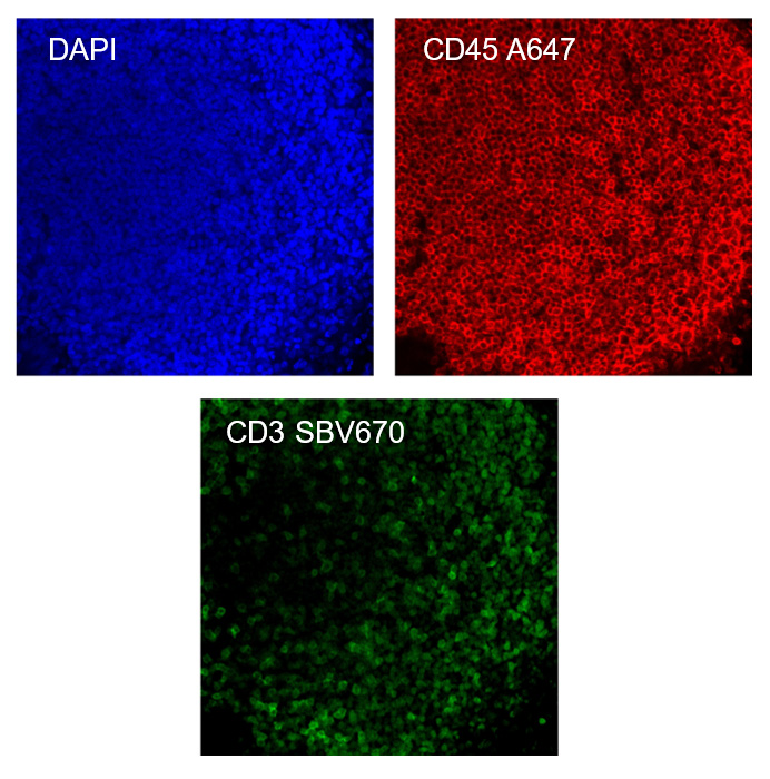StarBright Dyes for Flow Cytometry | Bio-Rad