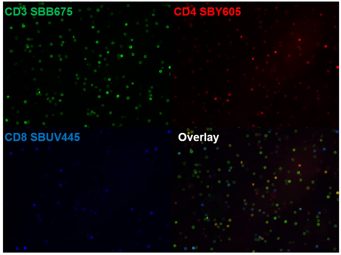 Fig. 4. StarBright Dyes can be multiplexed in microscopy. 