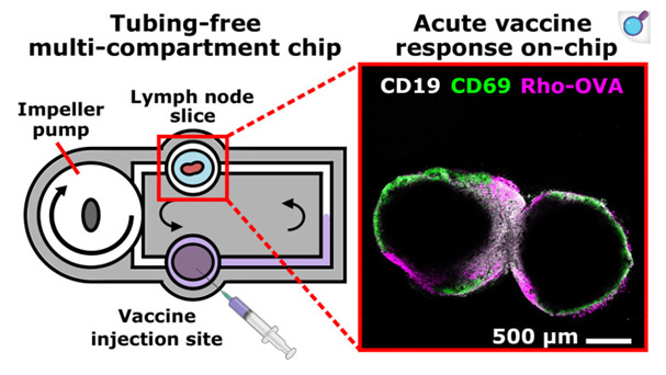 A 3D-printed multi-compartment organ-on-chip platform with a tubing-free pump models communication with the lymph node (Cook et al. 2025).
