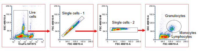 Fig. 1. Gating steps to identify live, single cells in red cell lysed mouse peripheral blood. A, area; DAPI, 4’,6-diamidino-2-phenylindole; FSC, forward scatter; H, height; SSC, side scatter; W, width.