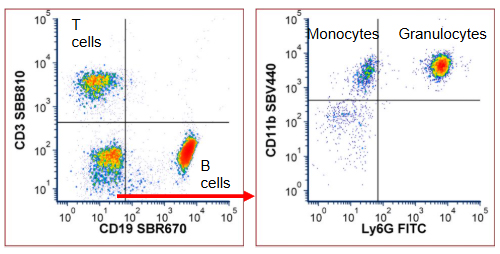 Fig. 2. T, B, and myeloid cell panel data. Red cell lysed mouse blood was stained with the T, B, and myeloid cell panel and data were acquired on a ZE5 Cell Analyzer. Cells were gated on live, single cells  