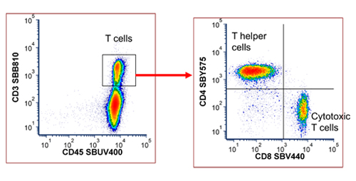 Fig. 3. T cell panel data. Splenocytes from C57BL/6 mice were stained with the T cell panel and data were acquired on a ZE5 Cell Analyzer. Cells were gated on live, single cells prior to the gating shown. Data were analyzed using FCS Express 7 (De Novo Software by Dotmatics). SBB, StarBright Blue; SBUV, StarBright UltraViolet; SBV, StarBright Violet; SBY, StarBright Yellow.
