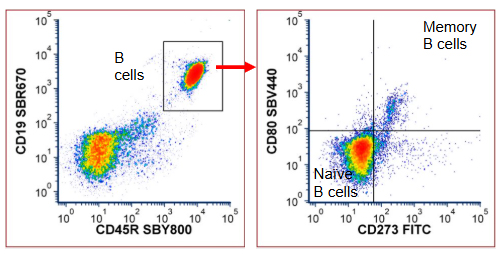 Fig. 4. B cell panel data. Red cell lysed mouse blood was stained with the B cell panel and data were acquired on a ZE5 Cell Analyzer. Cells were gated on live, single lymphocytes prior to the gating shown. Data were analyzed using FCS Express 7 (De Novo Software by Dotmatics). FITC, fluorescein isothiocyanate; SBR, StarBright Red; SBV, StarBright Violet; SBY, StarBright Yellow.