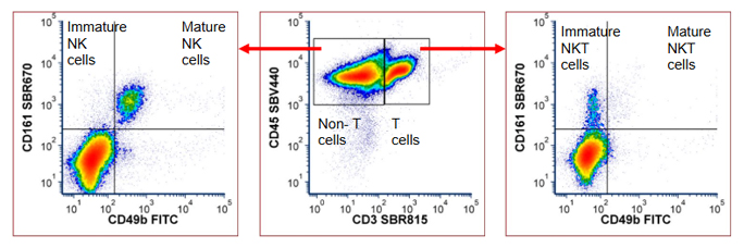 Fig. 5. NK and NKT cell panel data. Splenocytes from C57BL/6 mice were stained with the NK and NKT cell panel and data were acquired on a ZE5 Cell Analyzer. Cells were gated on live, single cells prior to the gating shown. Data were analyzed using FCS Express 7 (De Novo Software by Dotmatics). FITC, fluorescein isothiocyanate; SBB, StarBright Blue; SBR, StarBright Red; SBV, StarBright Violet.