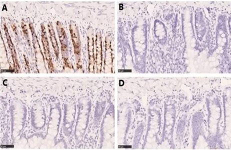 Fig. 3. Staining of formalin-fixed, paraffin-embedded rat jejunum. 