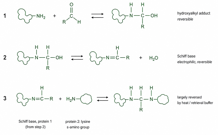 Fig. 1. Steps in the formation of protein crosslinks. 
