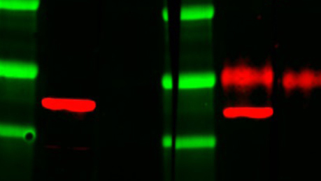 TidyBlot Western Blot Detection Reagent:HRP TidyBlot Western Blot Detection Reagent:HRP