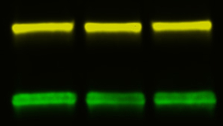 Multiplex Fluorescent Western Blotting Multiplex Fluorescent Western Blotting
