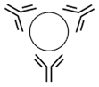 Icon representing anti-idiotype antibody generation for pharmacokinetic (PK) and anti-drug antibody (ADA) assay development.