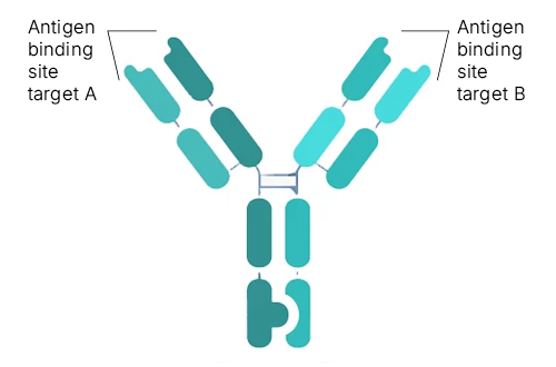 Bispecific Antibodies: Engineered to bind two different antigens simultaneously, these are particularly useful in therapeutic applications.