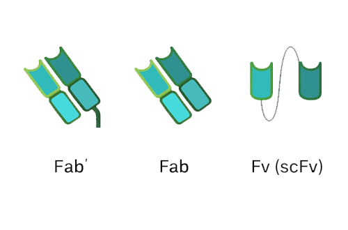 Fragment Antibodies: These include Fab (Fragment antigen-binding), scFv (single-chain variable fragment), and others. They consist of only the antigen-binding regions, making them smaller and sometimes more versatile.