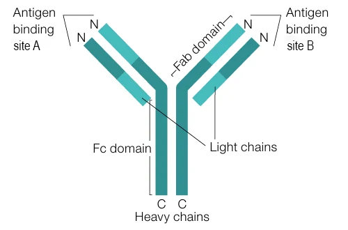 Full-Length Recombinant Antibodies: These mirror natural antibodies in structure and function but are produced entirely via recombinant DNA technology.