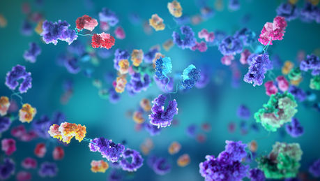 Illustration representing identification of antibodies binding distinct non-overlapping epitopes.