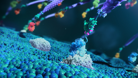 Illustration representing antibody selection under defined assay conditions to identify functionally compatible binders.