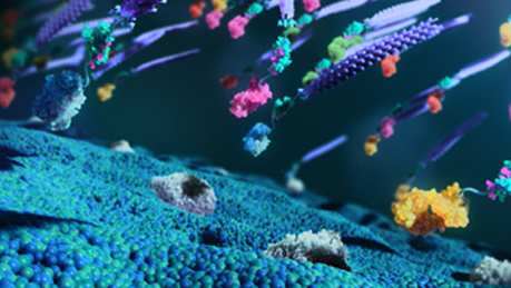 Illustration representing antibody selection for specific target binding while avoiding cross-reactivity to related antigens.