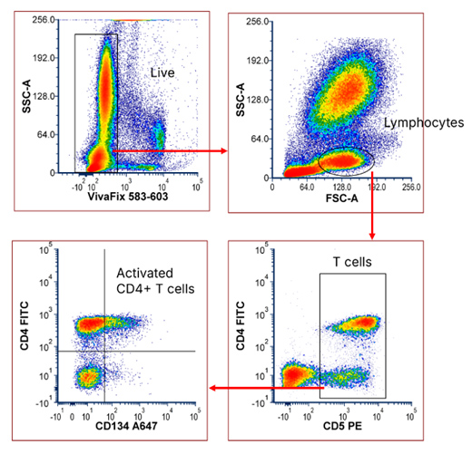 Fig. 1. 4-color feline panel. Red cell lysed feline blood was stained with a 4-color panel (Table 1) and acquired on a ZE5 Cell Analyzer. Single cell gate not shown. Fig. 1. 4-color feline panel. Red cell lysed feline blood was stained with a 4-color panel (Table 1) and acquired on a ZE5 Cell Analyzer. Single cell gate not shown.