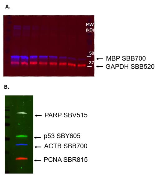 Fig. 13. Multiple TrailBlazer Kit labeled antibodies. 