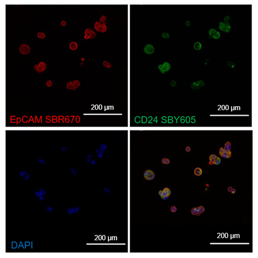 Fig. 16. Multiplexing TrailBlazer Kit-labeled antibodies in confocal microscopy.