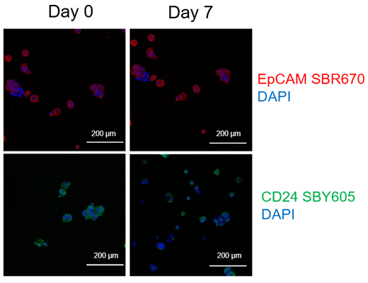 Fig. 18. TrailBlazer Kit-labeled antibodies maintain bight signals after 7 days of storage. 