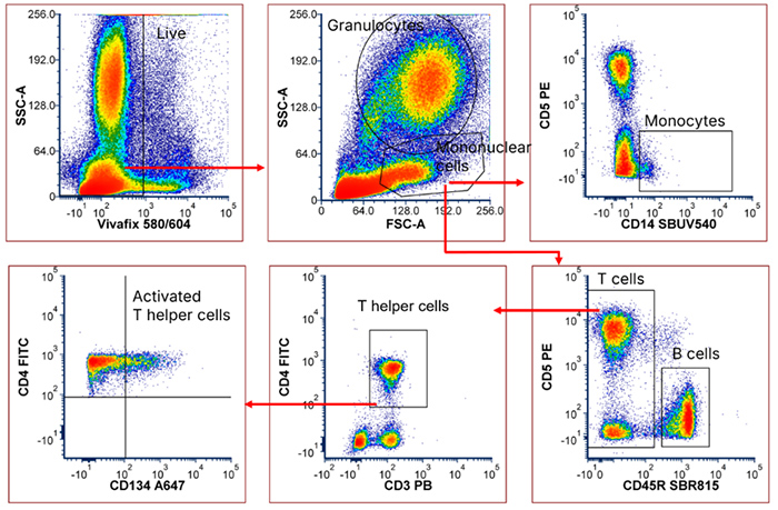Fig. 2. 7-color feline panel including cross-reactive antibodies. Red cell lysed feline blood was stained with the panel shown in Table 2 and acquired on a ZE5 Cell Analyzer. Single cell gate not shown. Fig. 2. 7-color feline panel including cross-reactive antibodies. Red cell lysed feline blood was stained with the panel shown in Table 2 and acquired on a ZE5 Cell Analyzer. Single cell gate not shown.