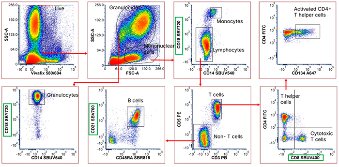 Fig. 3. 10-color feline panel incorporating cross-reactive antibodies and StarBright Dye TrailBlazer Kit-labeled antibodies. Red cell lysed feline blood was stained with a panel (Table 3) and acquired on a ZE5 Cell Analyzer. Single cell gate not shown. TrailBlazer Kit-labeled antibodies are highlighted in green. Fig. 3. 10-color feline panel incorporating cross-reactive antibodies and StarBright Dye TrailBlazer Kit-labeled antibodies. Red cell lysed feline blood was stained with a panel (Table 3) and acquired on a ZE5 Cell Analyzer. Single cell gate not shown. TrailBlazer Kit-labeled antibodies are highlighted in green.