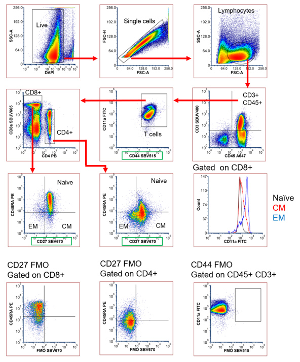 Fig. 4. Porcine 9-color T cell panel. Red cell lysed porcine blood was stained with an antibody panel shown in Table 4 and acquired on a ZE5 Cell Analyzer. TrailBlazer Kit-labeled antibodies are highlighted in green. Fig. 4. Porcine 9-color T cell panel. Red cell lysed porcine blood was stained with an antibody panel shown in Table 4 and acquired on a ZE5 Cell Analyzer. TrailBlazer Kit-labeled antibodies are highlighted in green.