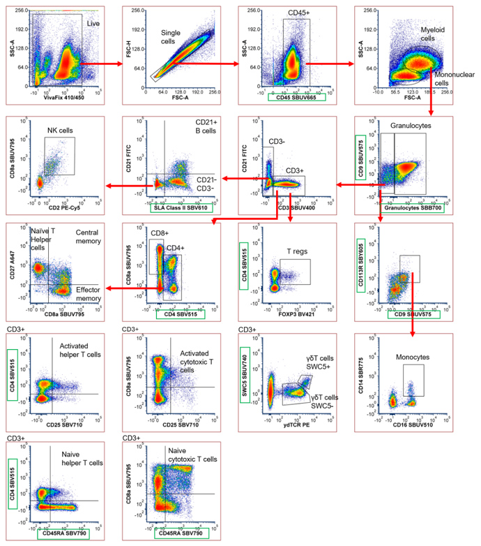 Fig. 5. Expanded 19-color porcine panel incorporating cross-reactive antibodies and StarBright Dye TrailBlazer Kit-labeled antibodies. Red cell lysed porcine blood was stained with an antibody panel shown in Table 5 and acquired on a ZE5 Cell Analyzer. TrailBlazer Kit-labeled antibodies are highlighted in green. Fig. 5. Expanded 19-color porcine panel incorporating cross-reactive antibodies and StarBright Dye TrailBlazer Kit-labeled antibodies. Red cell lysed porcine blood was stained with an antibody panel shown in Table 5 and acquired on a ZE5 Cell Analyzer. TrailBlazer Kit-labeled antibodies are highlighted in green.
