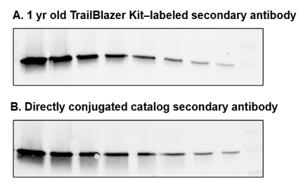 Fig. 15. High stability of TrailBlazer Kit labeled secondary antibodies after 1 year storage at 4oC.