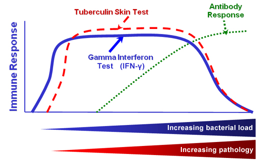 Figure 1 showing Immunology of Tuberculosis