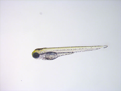 "Fin"tech: Zebrafish Models