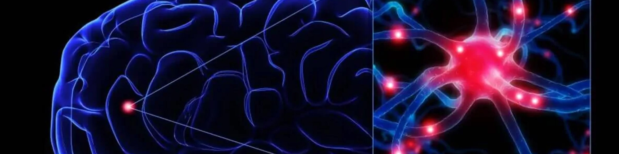 Bromodeoxyuridine (BrdU) in adult neurogenesis research - Part 2