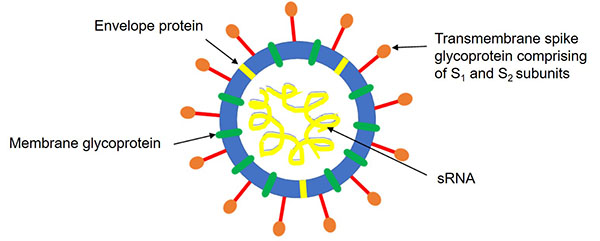 Illustration of coronavirus structure